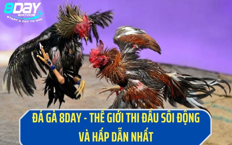 Đá Gà 8Day - Thế Giới Thi Đấu Sôi Động Và Hấp Dẫn Nhất