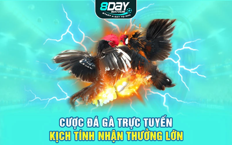 Cược đá gà trực tuyến kịch tính nhận thưởng lớn