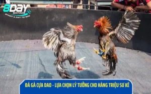 Đá Gà Cựa Dao - Lựa Chọn Lý Tưởng Cho Hàng Triệu Sư Kê