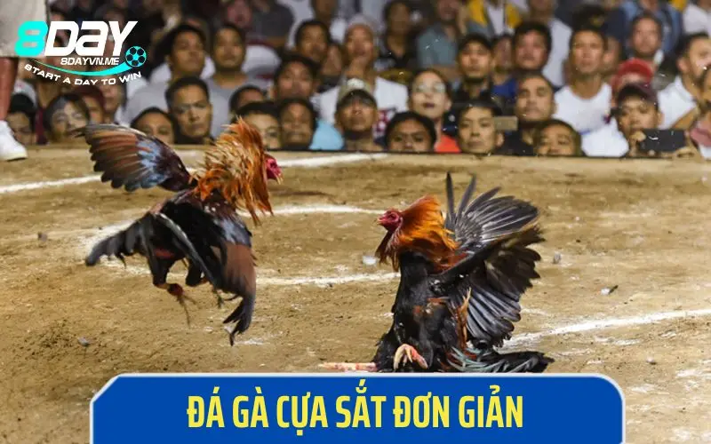 Hình thức đá gà cựa sắt đơn giản, đầy kịch tính