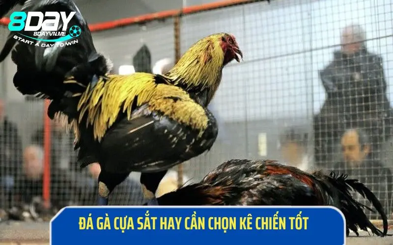 Chọn kê chiến tốt, nâng cao cơ hội chiến thắng