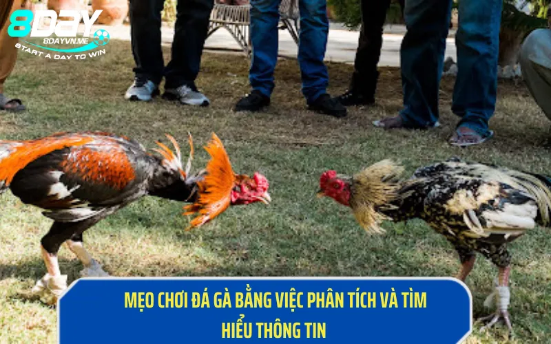 Mẹo chơi đá gà bằng việc phân tích và tìm hiểu thông tin  